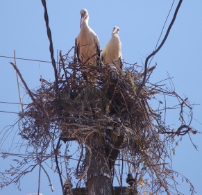 golstorks