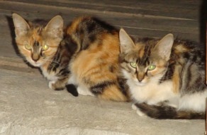 Aksekikittens