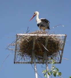 dalamanstork