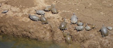 clarosturtles